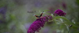 Preview wallpaper red admiral, butterfly, buddleja davidii, inflorescence, flower, macro