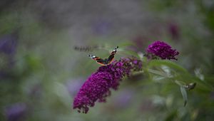 Preview wallpaper red admiral, butterfly, buddleja davidii, inflorescence, flower, macro