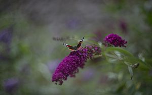 Preview wallpaper red admiral, butterfly, buddleja davidii, inflorescence, flower, macro