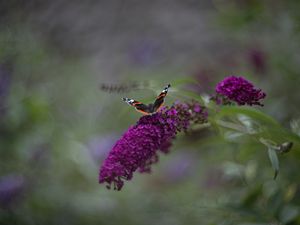 Preview wallpaper red admiral, butterfly, buddleja davidii, inflorescence, flower, macro