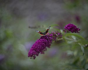 Preview wallpaper red admiral, butterfly, buddleja davidii, inflorescence, flower, macro