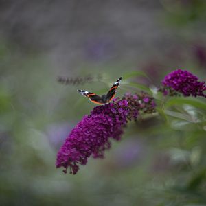 Preview wallpaper red admiral, butterfly, buddleja davidii, inflorescence, flower, macro