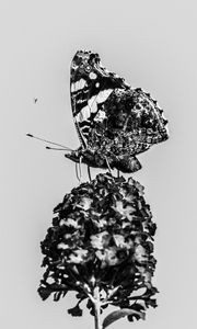 Preview wallpaper red admiral, butterfly, flower, macro, black and white