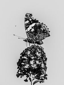 Preview wallpaper red admiral, butterfly, flower, macro, black and white