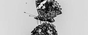 Preview wallpaper red admiral, butterfly, flower, macro, black and white