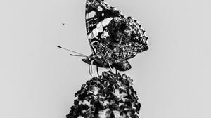 Preview wallpaper red admiral, butterfly, flower, macro, black and white