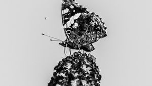 Preview wallpaper red admiral, butterfly, flower, macro, black and white