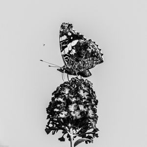 Preview wallpaper red admiral, butterfly, flower, macro, black and white