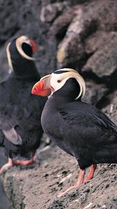 Preview wallpaper red beak, birds, rocks, cliff