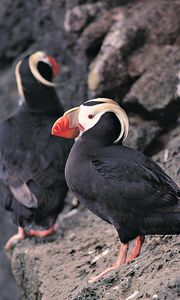 Preview wallpaper red beak, birds, rocks, cliff