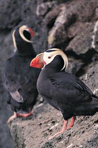 Preview wallpaper red beak, birds, rocks, cliff