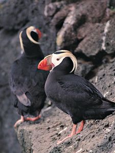 Preview wallpaper red beak, birds, rocks, cliff