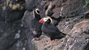 Preview wallpaper red beak, birds, rocks, cliff