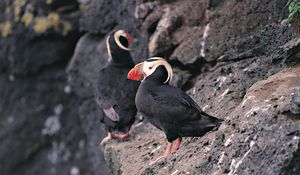 Preview wallpaper red beak, birds, rocks, cliff