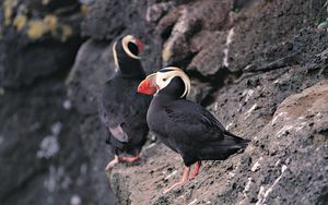 Preview wallpaper red beak, birds, rocks, cliff