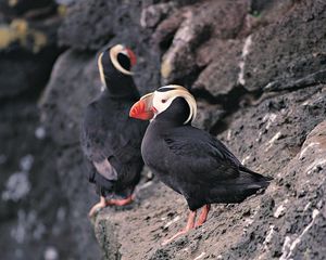 Preview wallpaper red beak, birds, rocks, cliff