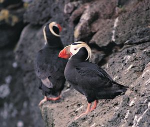 Preview wallpaper red beak, birds, rocks, cliff