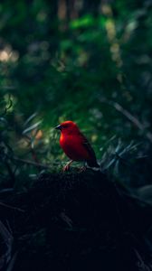 Preview wallpaper red bird, bird, bright, branches