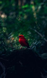 Preview wallpaper red bird, bird, bright, branches