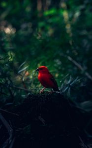 Preview wallpaper red bird, bird, bright, branches