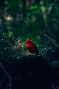 Preview wallpaper red bird, bird, bright, branches