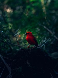 Preview wallpaper red bird, bird, bright, branches