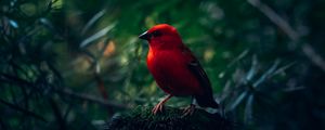 Preview wallpaper red bird, bird, bright, branches