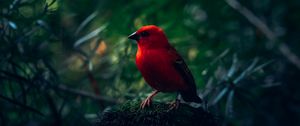 Preview wallpaper red bird, bird, bright, branches