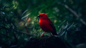 Preview wallpaper red bird, bird, bright, branches