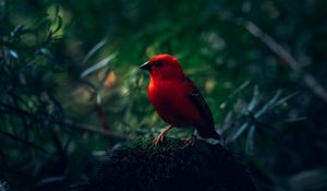 Preview wallpaper red bird, bird, bright, branches