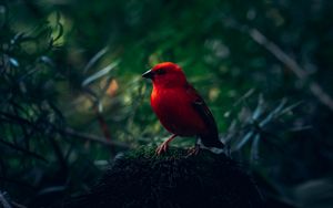 Preview wallpaper red bird, bird, bright, branches