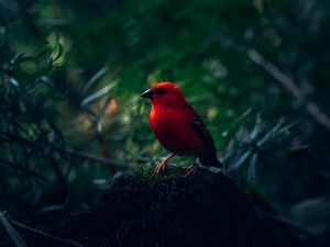 Preview wallpaper red bird, bird, bright, branches