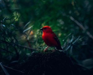 Preview wallpaper red bird, bird, bright, branches