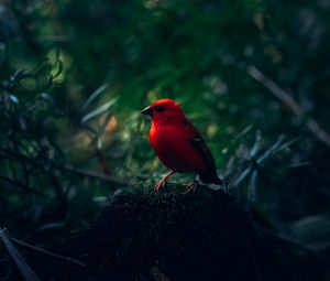 Preview wallpaper red bird, bird, bright, branches