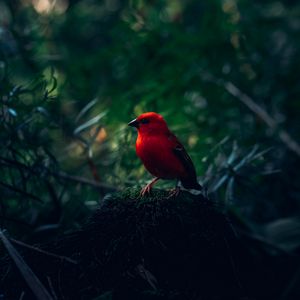 Preview wallpaper red bird, bird, bright, branches