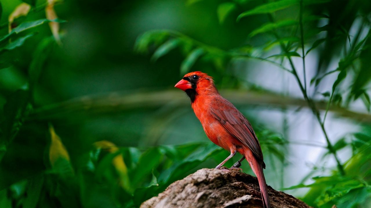 Wallpaper red bird, branch, sitting, wings