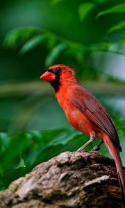 Preview wallpaper red bird, branch, sitting, wings