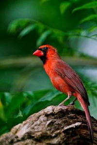 Preview wallpaper red bird, branch, sitting, wings