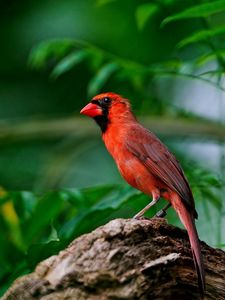 Preview wallpaper red bird, branch, sitting, wings