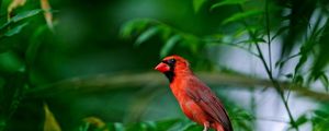 Preview wallpaper red bird, branch, sitting, wings