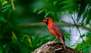 Preview wallpaper red bird, branch, sitting, wings