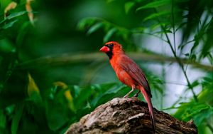 Preview wallpaper red bird, branch, sitting, wings