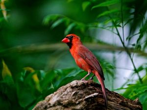 Preview wallpaper red bird, branch, sitting, wings