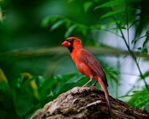 Preview wallpaper red bird, branch, sitting, wings