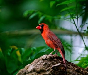 Preview wallpaper red bird, branch, sitting, wings