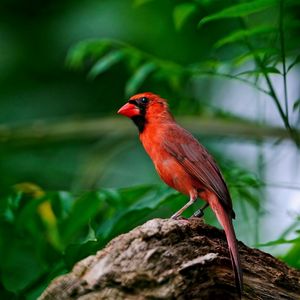 Preview wallpaper red bird, branch, sitting, wings