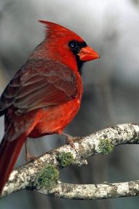 Preview wallpaper red bird, branches, moss