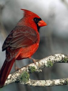 Preview wallpaper red bird, branches, moss