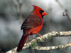 Preview wallpaper red bird, branches, moss