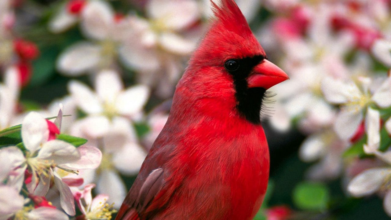 Wallpaper red bird, feathers, beautiful, flowers